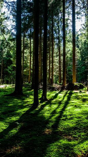 SEO工具 共享账号截图3