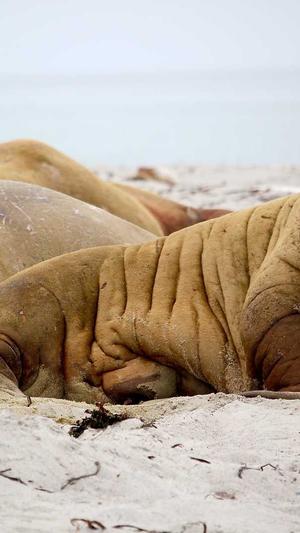 泛目录站群实施要求截图3