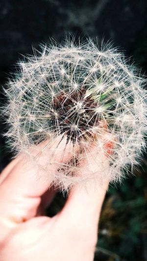 SEO蜘蛛池怎么做截图1