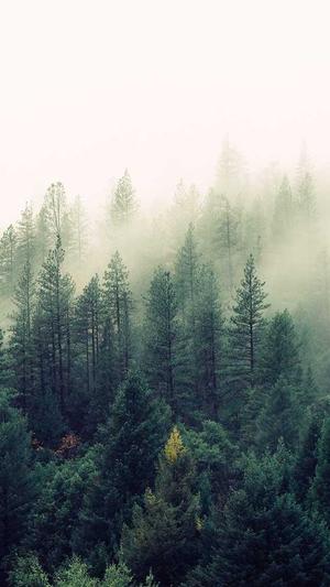 新民市蜘蛛池接单截图4