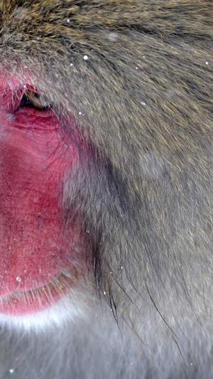 seo优化系统工具截图2