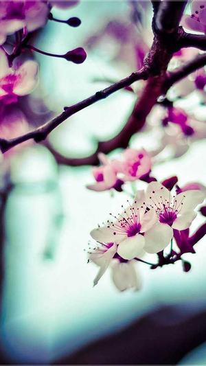 蜘蛛池要用多少域名截图4