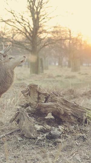 下载站泛目录站群截图2